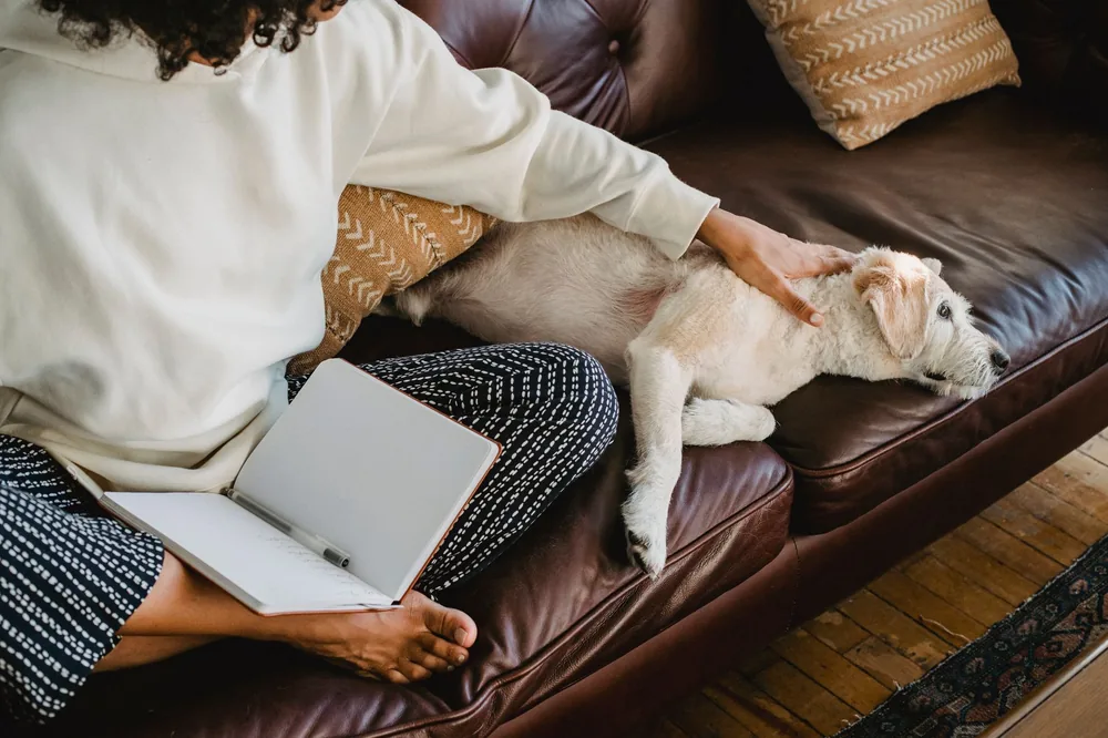 Arthrose chien : symptômes, traitements et soulagement