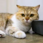 Cystite chat : symptômes, FLUTD et quand consulter ?