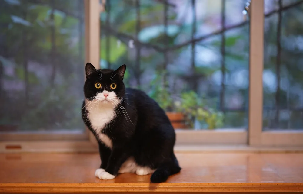 Chat bicolore noir et blanc assis sur un rebord de fenêtre en bois