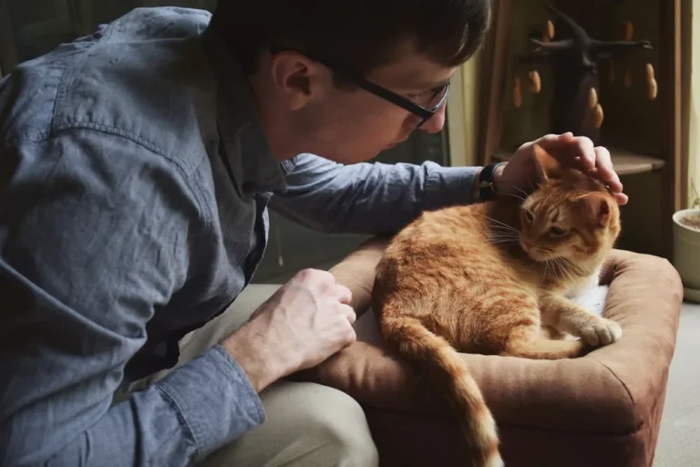 Chat qui vomit : que faire et quand consulter ?