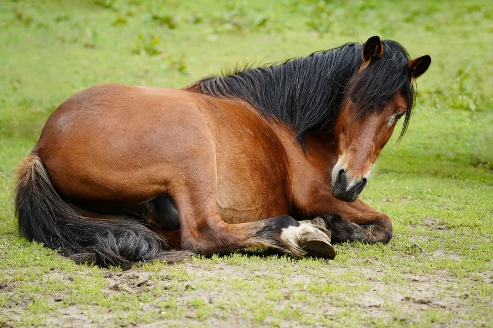 Cheval brun couché dans l’herbe, la tête relevée.