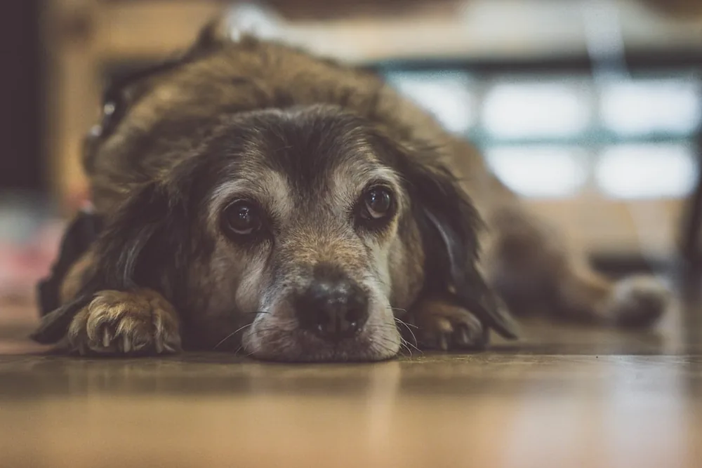 Chien senior au pelage grisonnant allongé sur un sol en bois à l'intérieur