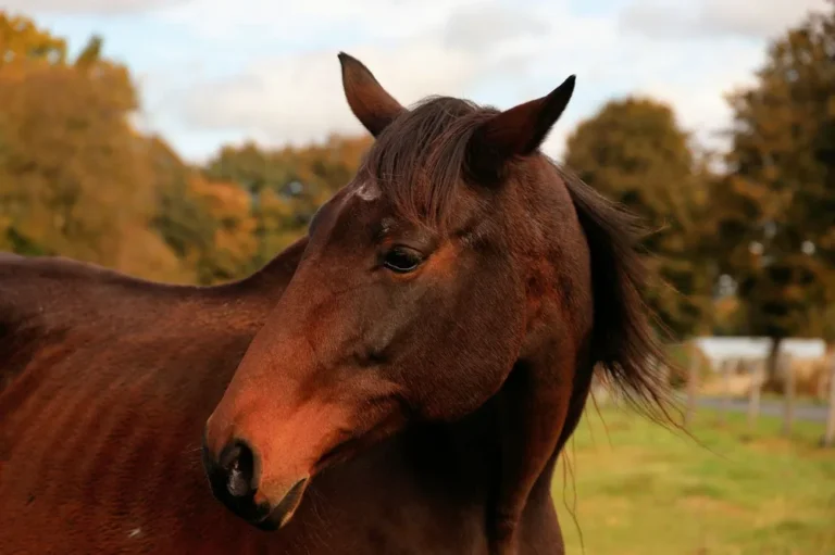 Colique cheval : symptômes d'urgence, que faire vite ?