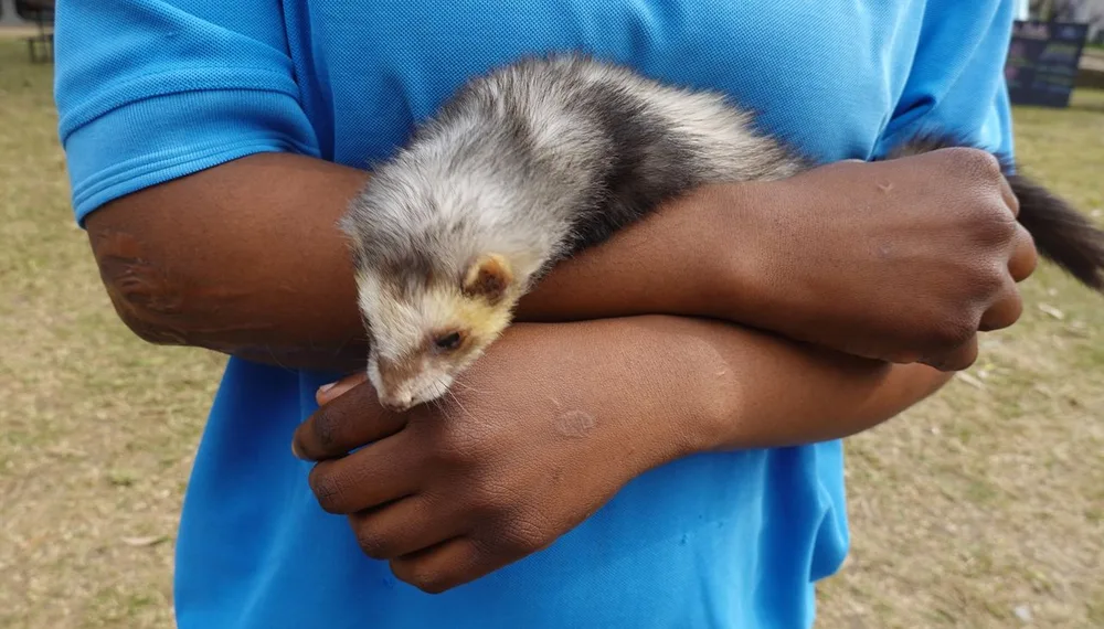 Furet tenu calmement dans les bras d'une personne