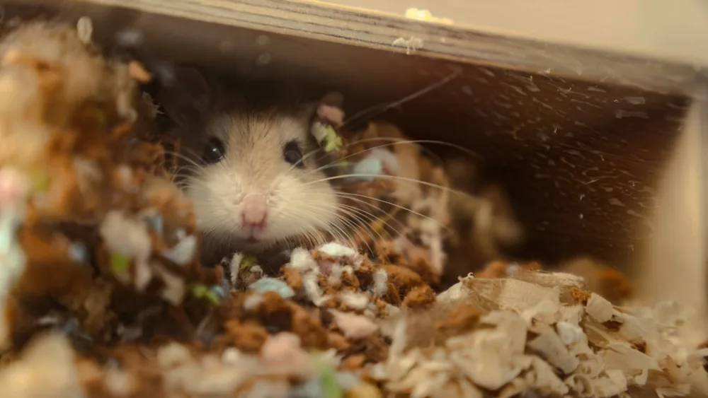 Hamster curieux sortant sa tête d'un abri en bois rempli de litière brune
