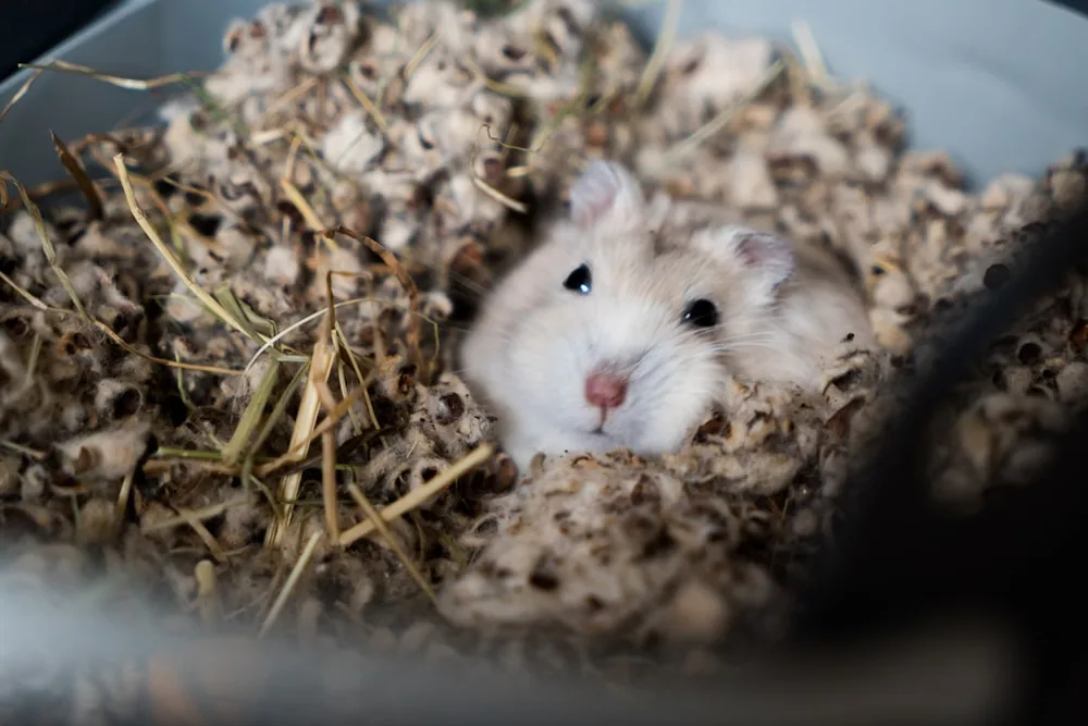 Hamster aux yeux ouverts sortant la tête d'un nid de litière en bois