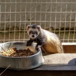 Mon furet ne mange plus : causes, urgence et que faire