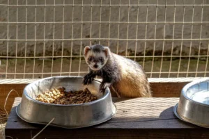 Mon furet ne mange plus : causes, urgence et que faire