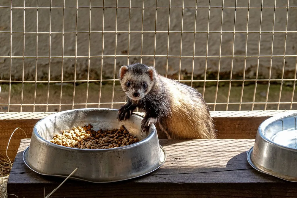 Mon furet ne mange plus : causes, urgence et que faire