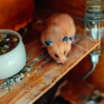 Mon hamster ne mange plus : causes et que faire