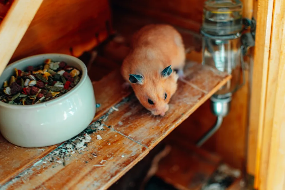 Mon hamster ne mange plus : causes et que faire