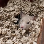 Mon hamster est mou et ne bouge plus : urgences et hibernation