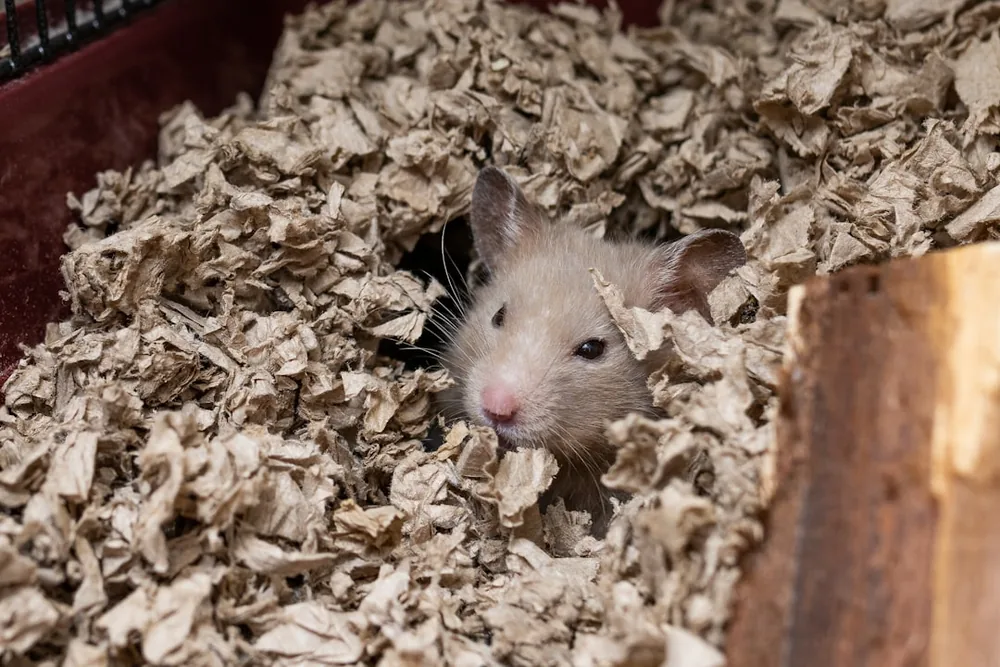 Mon hamster est mou et ne bouge plus : urgences et hibernation