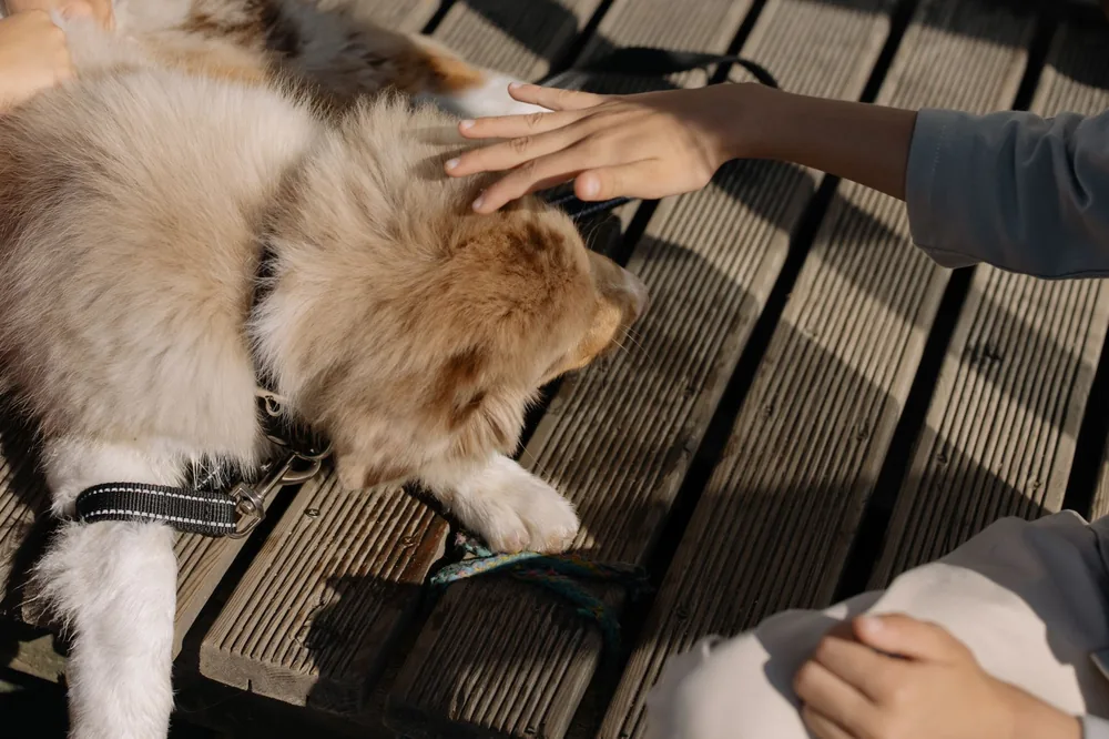 Propriétaire caressant la tête de son chien australien sur une terrasse en bois