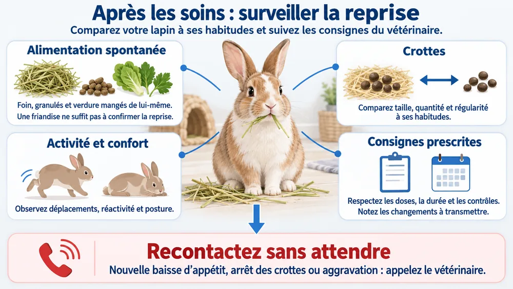Après les soins : surveiller la reprise. Comparez votre lapin à ses habitudes et suivez les consignes du vétérinaire.