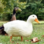 Canard qui boite : causes, signes à surveiller et quand consulter un vétérinaire