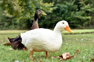 Canard qui boite : causes, signes à surveiller et quand consulter un vétérinaire