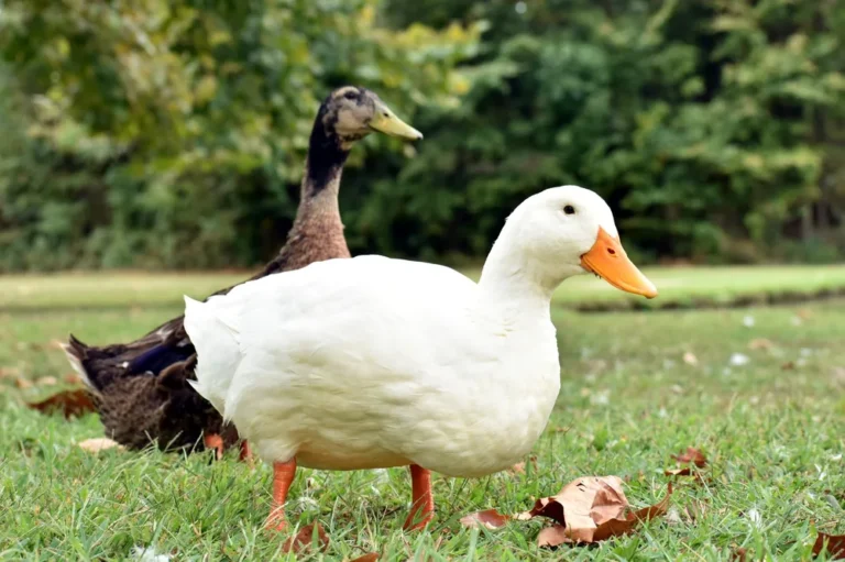 Canard qui boite : causes, signes à surveiller et quand consulter un vétérinaire