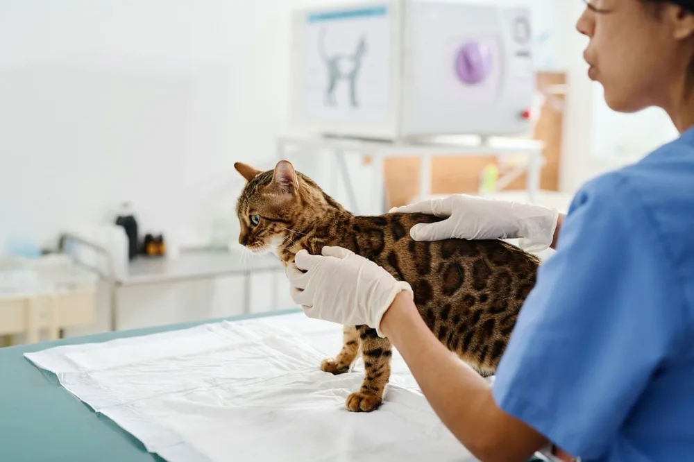 Chat Bengal sur une table de consultation, examiné par une vétérinaire portant des gants.
