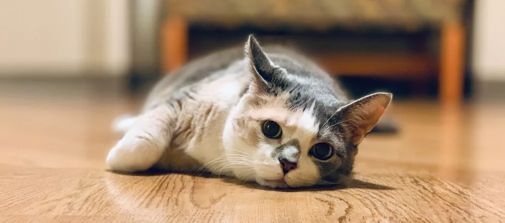 Chat gris et blanc couché au sol, regardant l'objectif avec une expression abattue