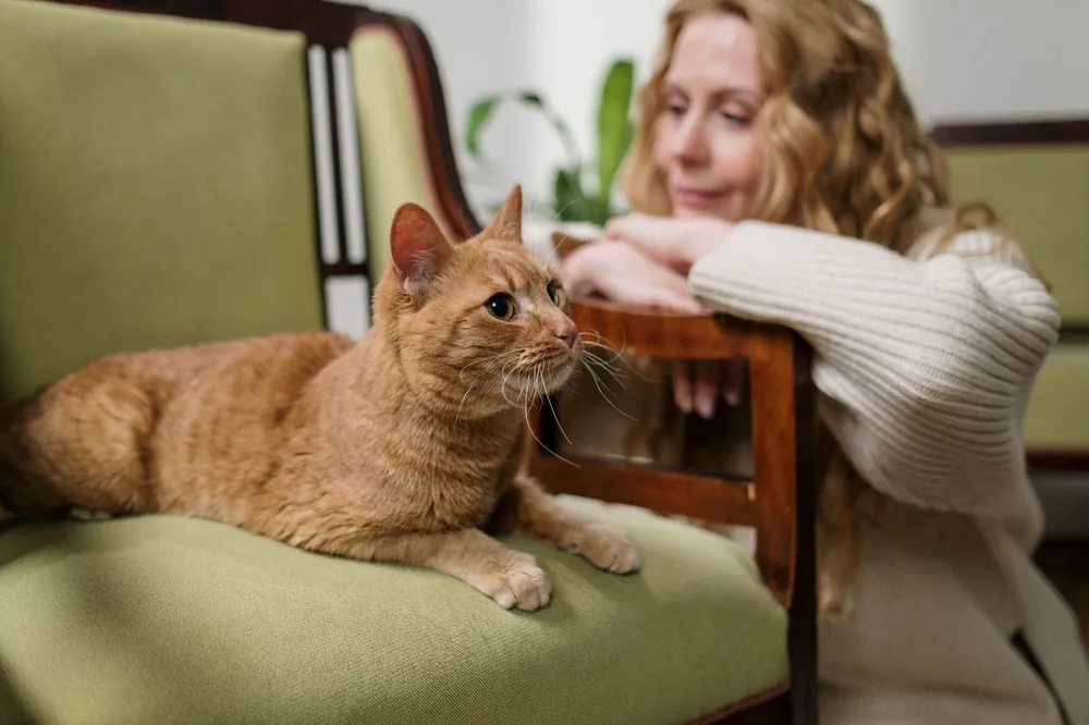 Chat roux allongé sur un fauteuil vert face à une femme accoudée devant lui