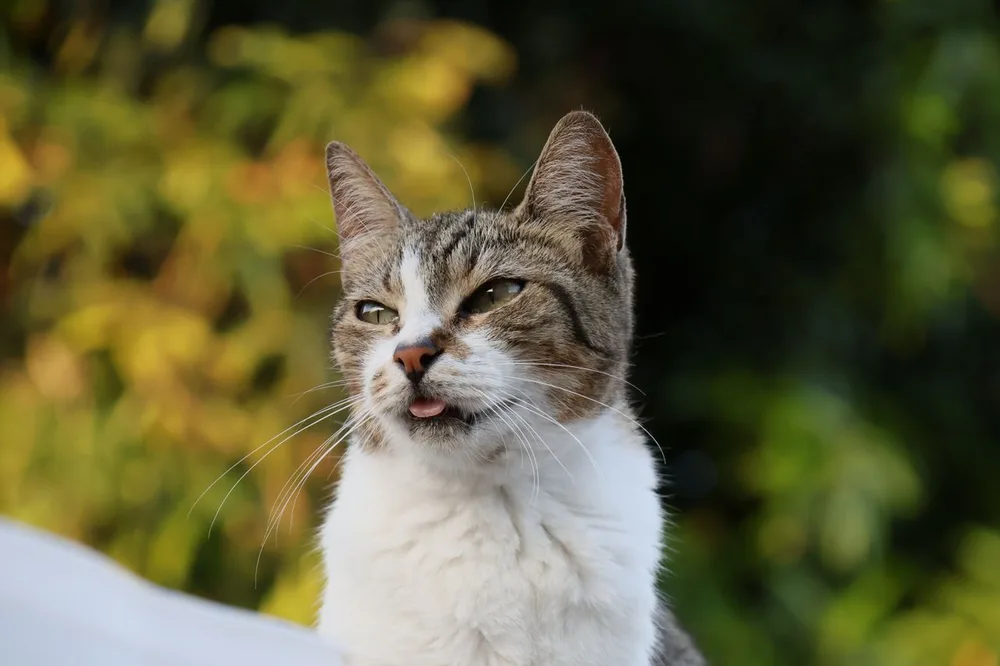 Chat tigré et blanc devant un feuillage, le bout de la langue visible.