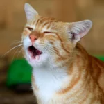 Chat qui tousse : que faire et quand consulter ?