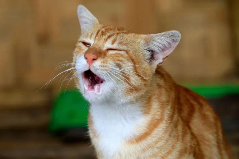 Chat qui tousse : que faire et quand consulter ?