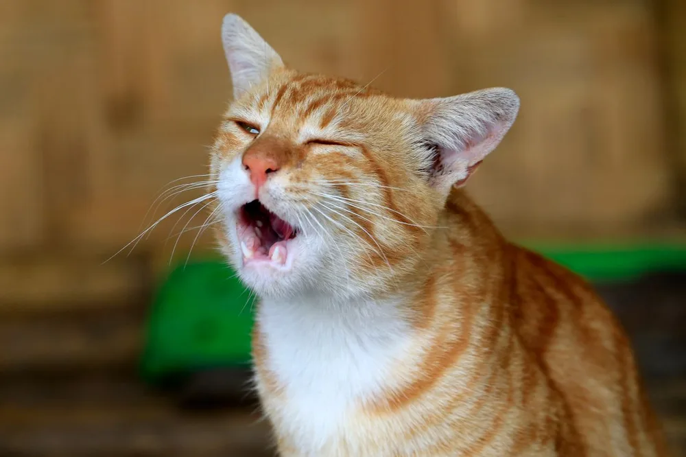 Chat qui tousse : que faire et quand consulter ?