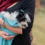 Chien qui tremble : causes, quand s’inquiéter et que faire ?