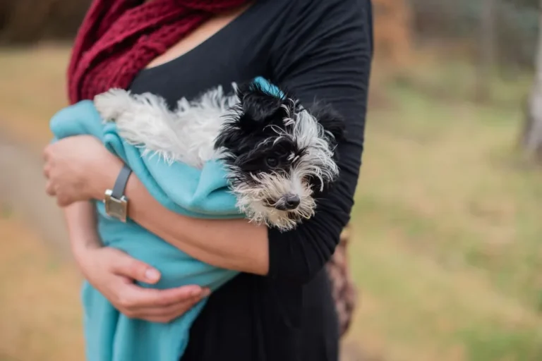 Chien qui tremble : causes, quand s'inquiéter et que faire ?