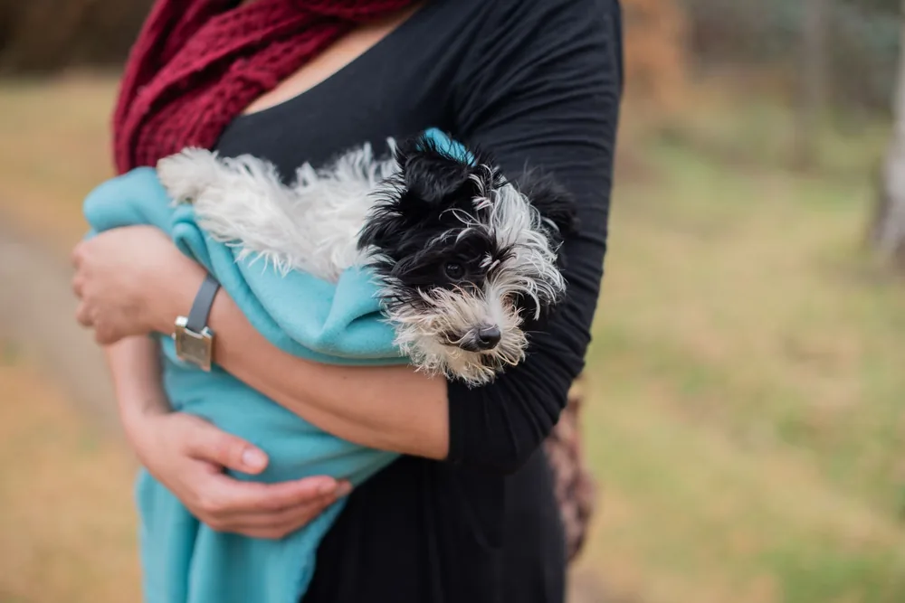 Chien qui tremble : causes, quand s'inquiéter et que faire ?