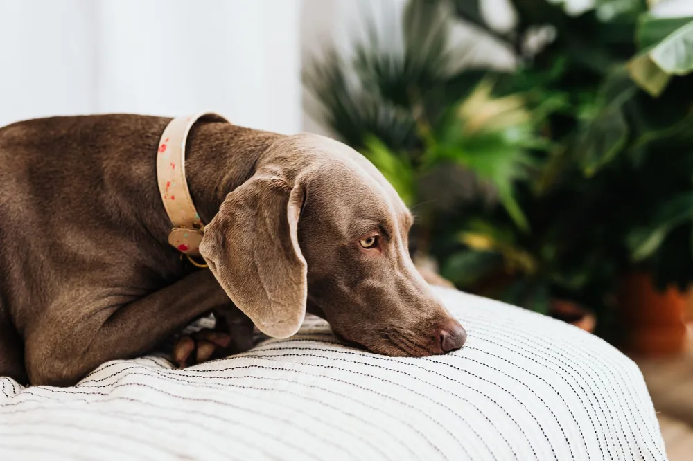 Chien de type braque au pelage brun couché sur un coussin rayé intérieur
