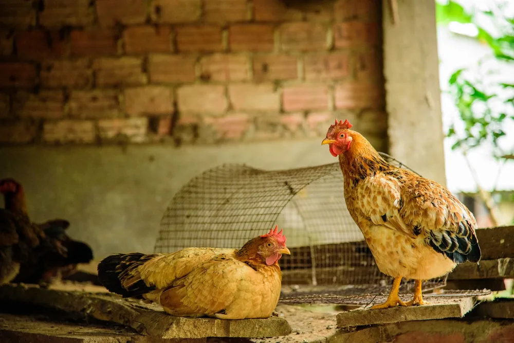 Deux poules rousses, l'une debout et l'autre allongée, dans un poulailler en briques