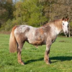 Fourbure cheval : symptômes, causes, traitement et prévention