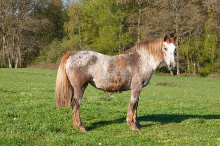 Fourbure cheval : symptômes, causes, traitement et prévention