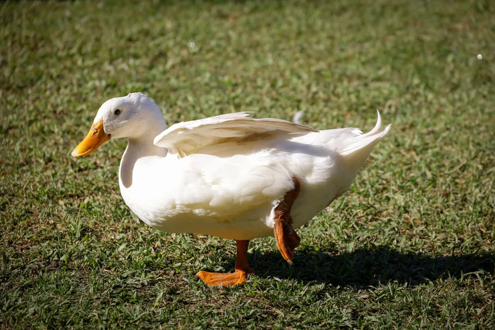 Pour illustrer l’observation d’un canard qui boite, un canard blanc se tient dans l’herbe avec une patte relevée et une aile entrouverte.