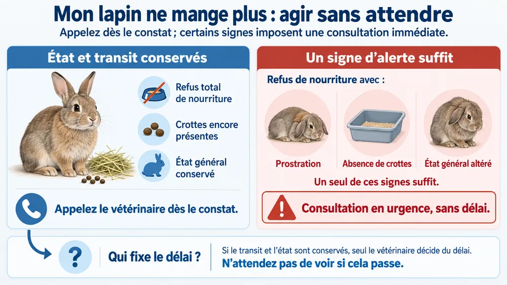 Mon lapin ne mange plus : agir sans attendre. Appelez dès le constat ; certains signes imposent une consultation immédiate.