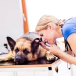 Otite du chien : symptômes, causes, traitement et quand consulter