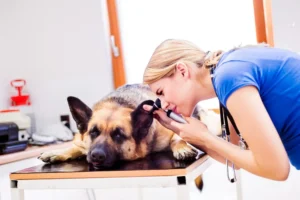Otite du chien : symptômes, causes, traitement et quand consulter