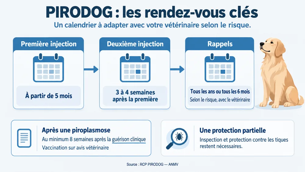 PIRODOG : les rendez-vous clés. Un calendrier à adapter avec votre vétérinaire selon le risque.