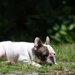 Piroplasmose chez le chien : symptômes, urgence et traitement