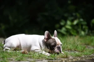 Piroplasmose chez le chien : symptômes, urgence et traitement