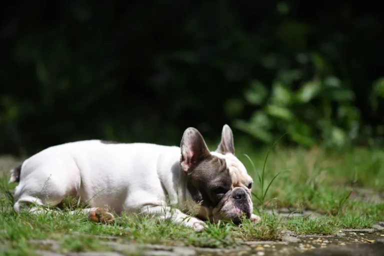 Piroplasmose chez le chien : symptômes, urgence et traitement