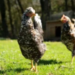 Pou rouge chez la poule : le repérer, agir et éviter les récidives