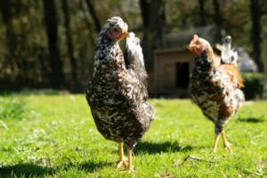 Pou rouge chez la poule : le repérer, agir et éviter les récidives