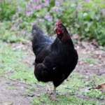 Poule qui boite : causes, que faire et quand consulter