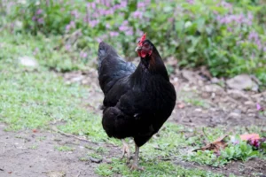 Poule qui boite : causes, que faire et quand consulter