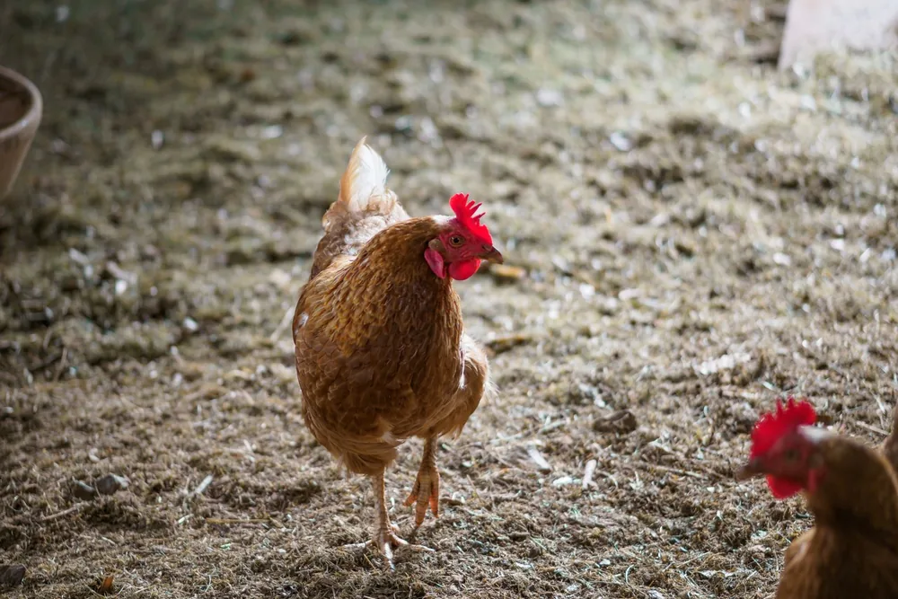 Poule qui boite brune marchant dans une cour terreuse avec une autre poule partiellement visible