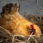 Poule qui pond des œufs sans coquille : causes, que faire et quand consulter ?